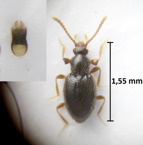 Réf. 206 435 : Stenichnus scutellaris